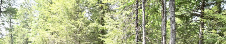 New SLoCAMP Grant Opportunity For Loggers Working in Vermont